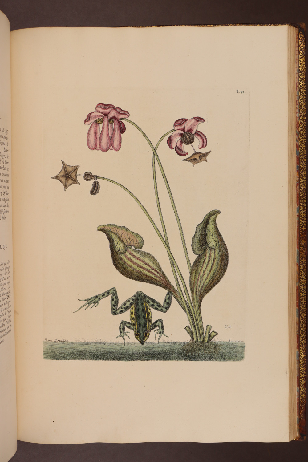 Plate 70